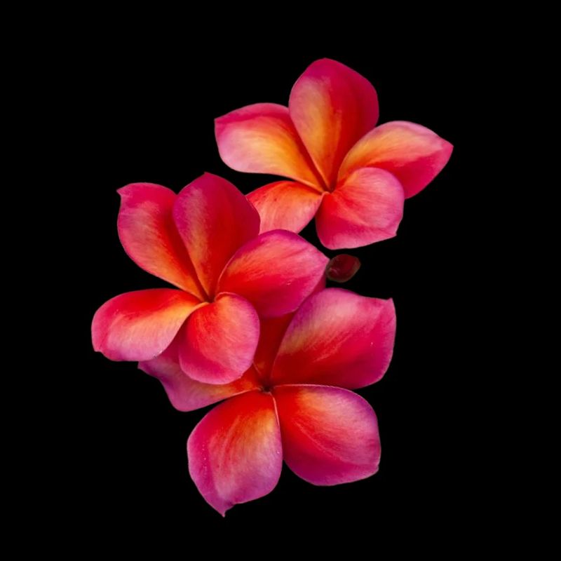 Fleurs en gradient de plumeria