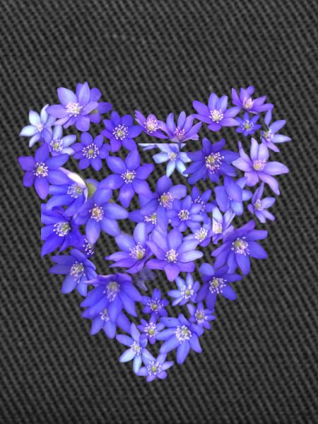 Blue Violet Heart
