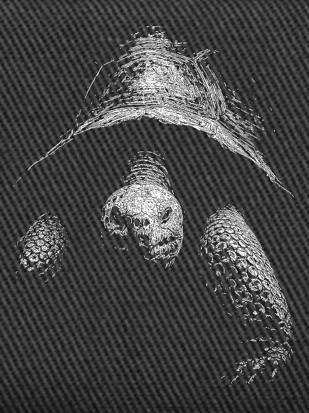 Turtle