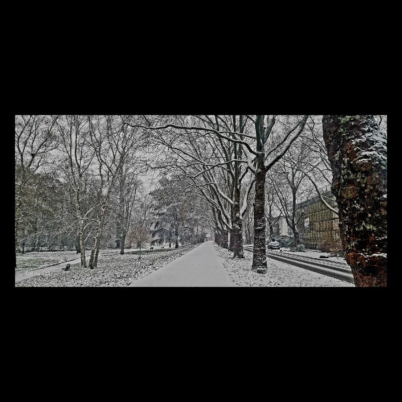 Winter avenue in snowfall