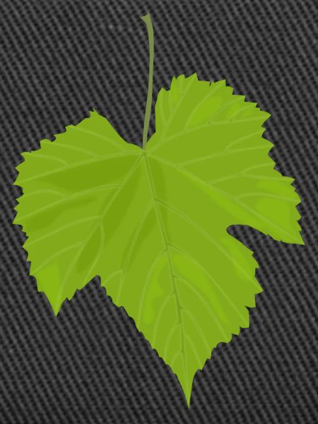 Maple leaf