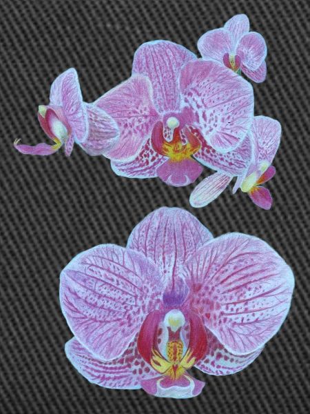 Orchideenblüten