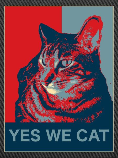 Yes we Cat