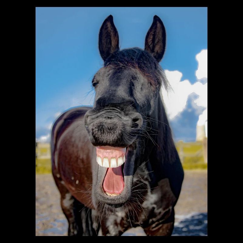 Cheval LOL