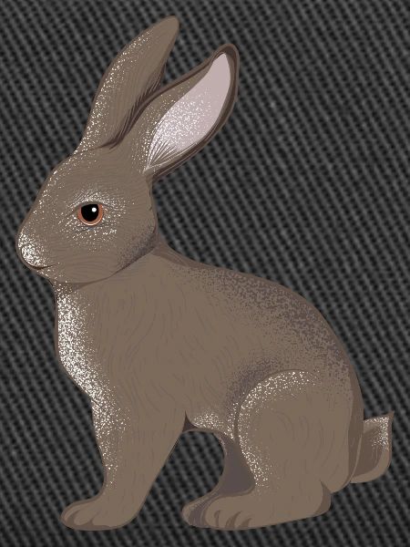 small rabbit