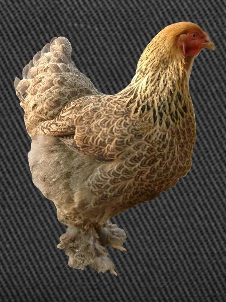 Huhn