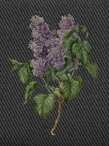 Lilac - lilac