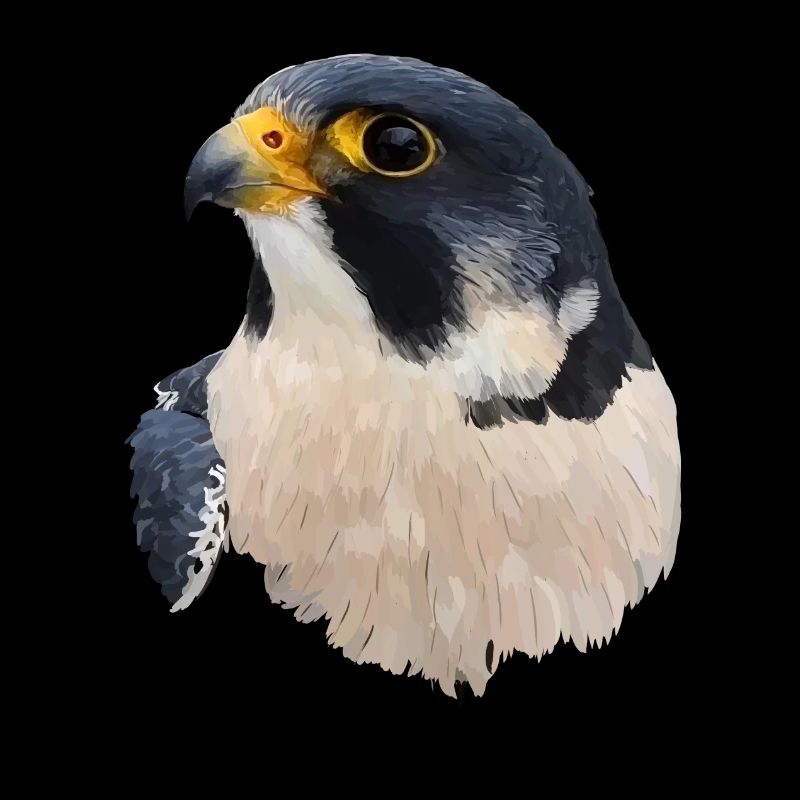 Wanderfalke