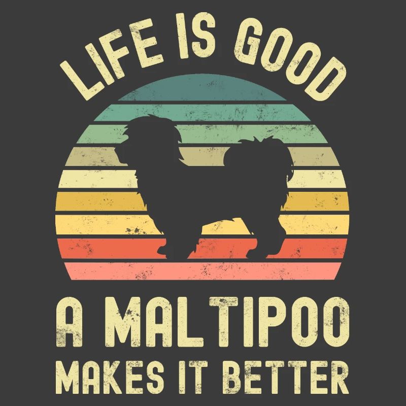 Chien Maltipoo