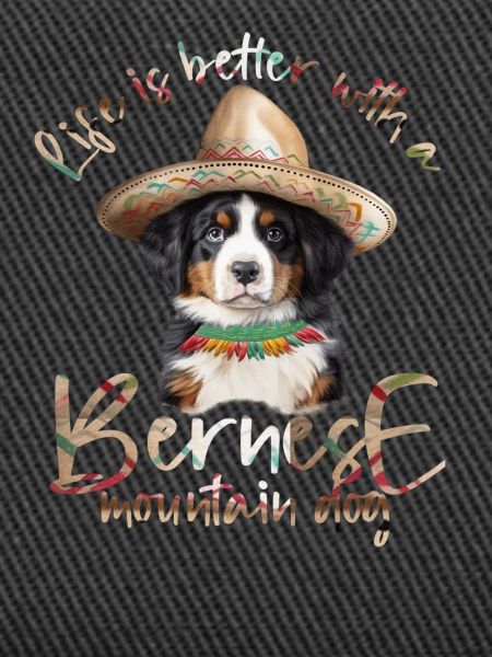 Bouvier bernois
