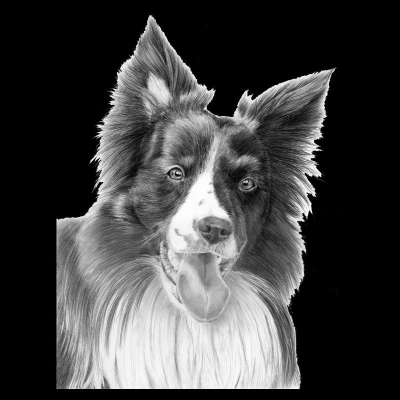 Border collie n°3