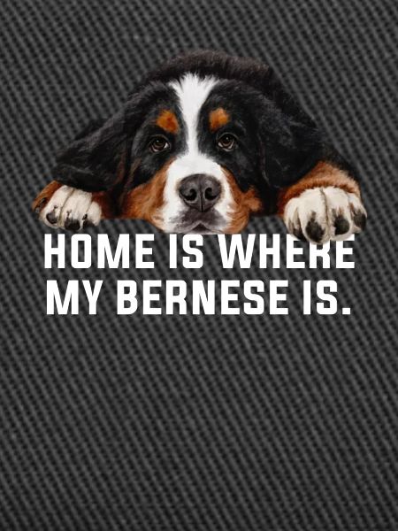 Bouvier bernois