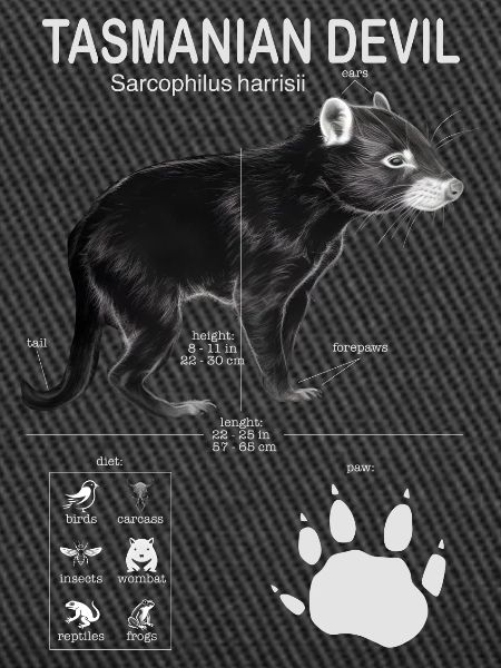 Tasmanian Devil