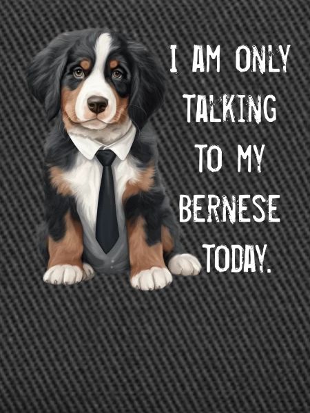 Bouvier bernois