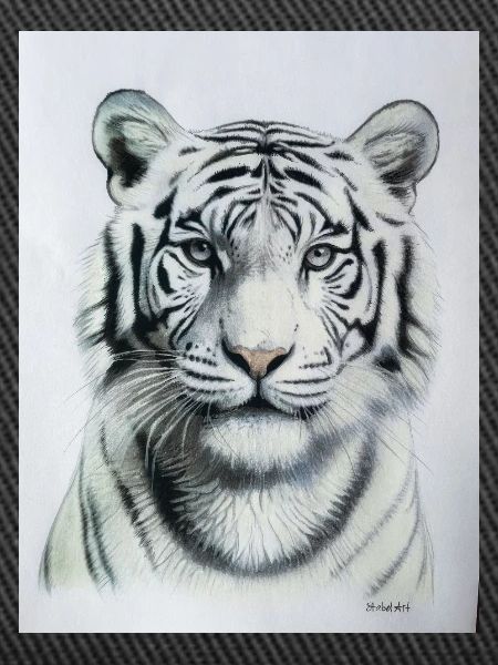 White Tiger - Weisser Tiger