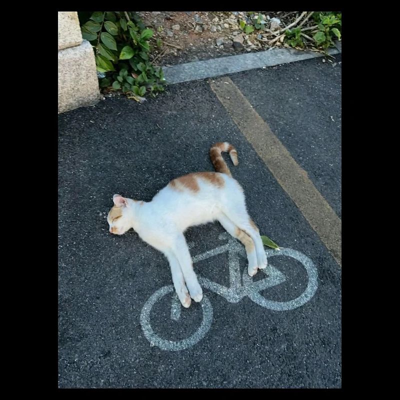 Chat sur la piste cyclable