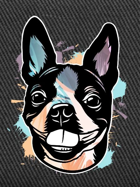 Boston Terrier