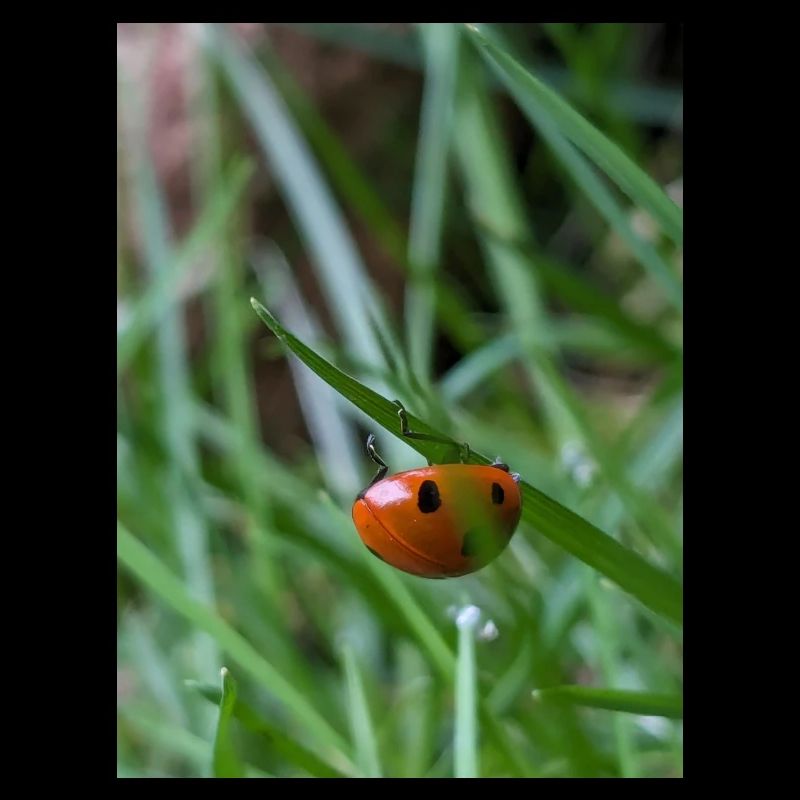 Close-up: Ladybug on grass
