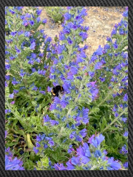 Lilac Blossoms Bee-Friendly Pattern