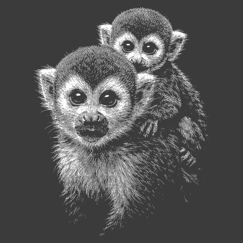 Squirrel monkey