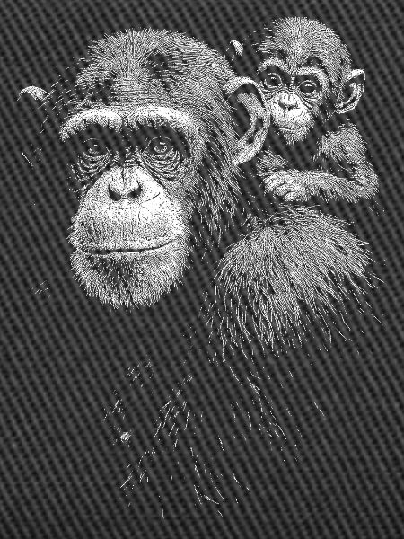 Chimpanzee