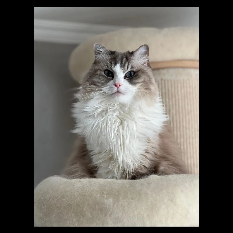 Roi des Chats Pelucheux