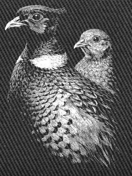 Pheasant and hen