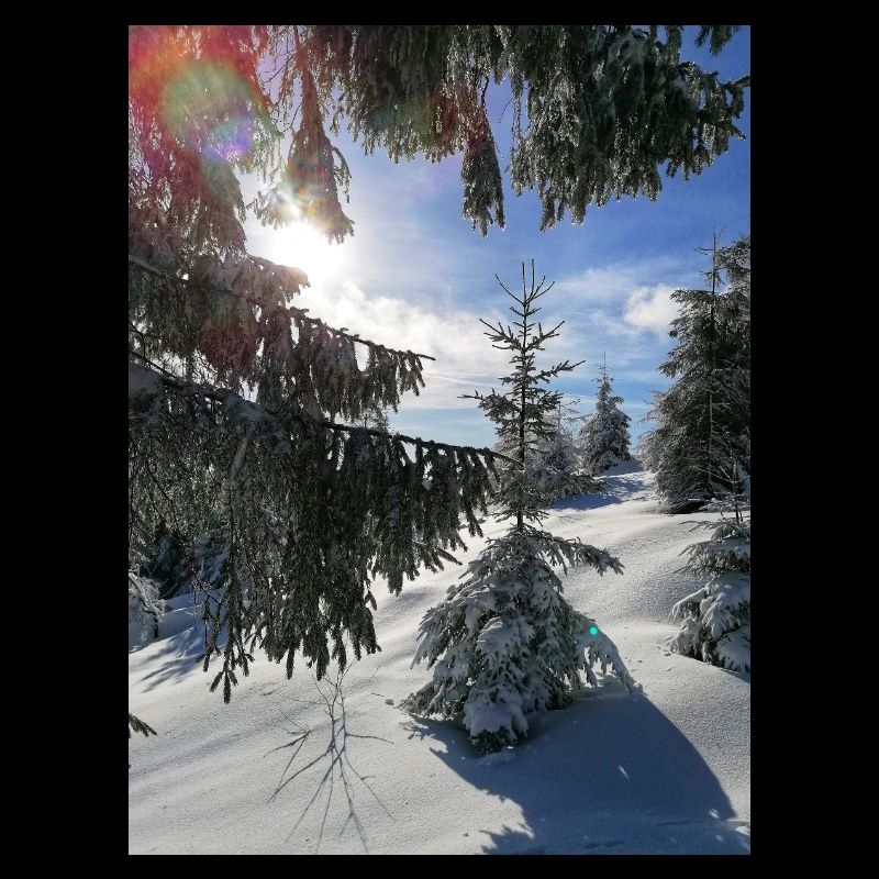 Winterwald Sonnenstrahlen im Schnee