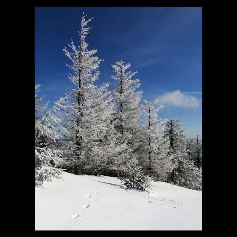 Winter Forest Snow Magic
