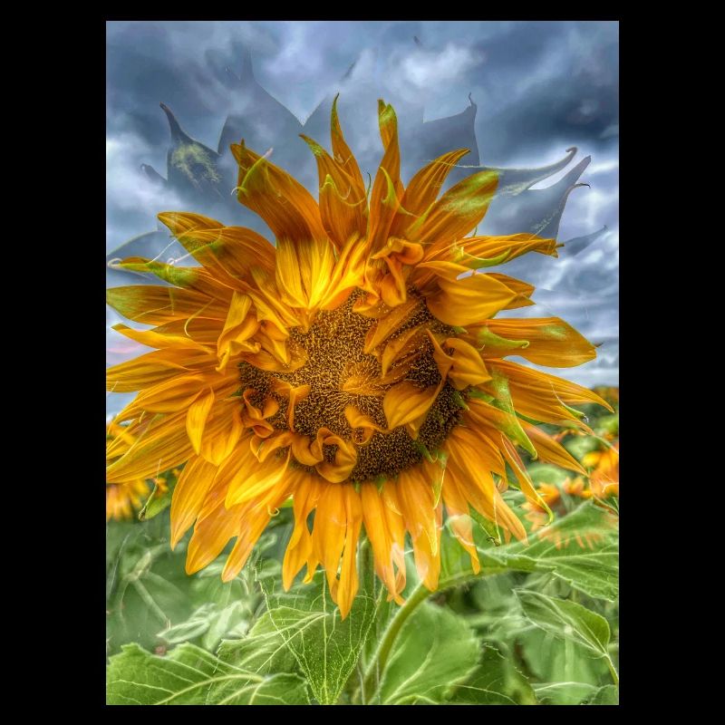 Sonnige Sonnenblume am dunklen Himmel