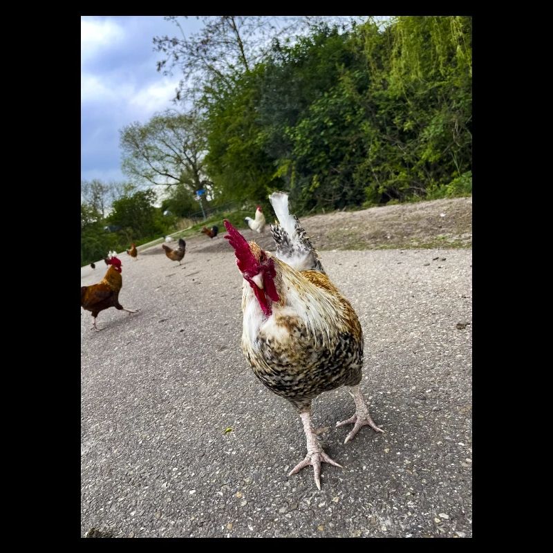 Are you a Chicken??