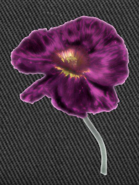 Intensiver Magenta-Mohn