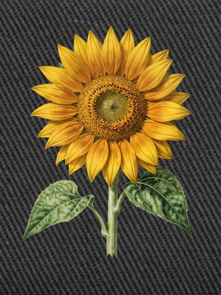 Sonnenblumen-Botanische Gravur