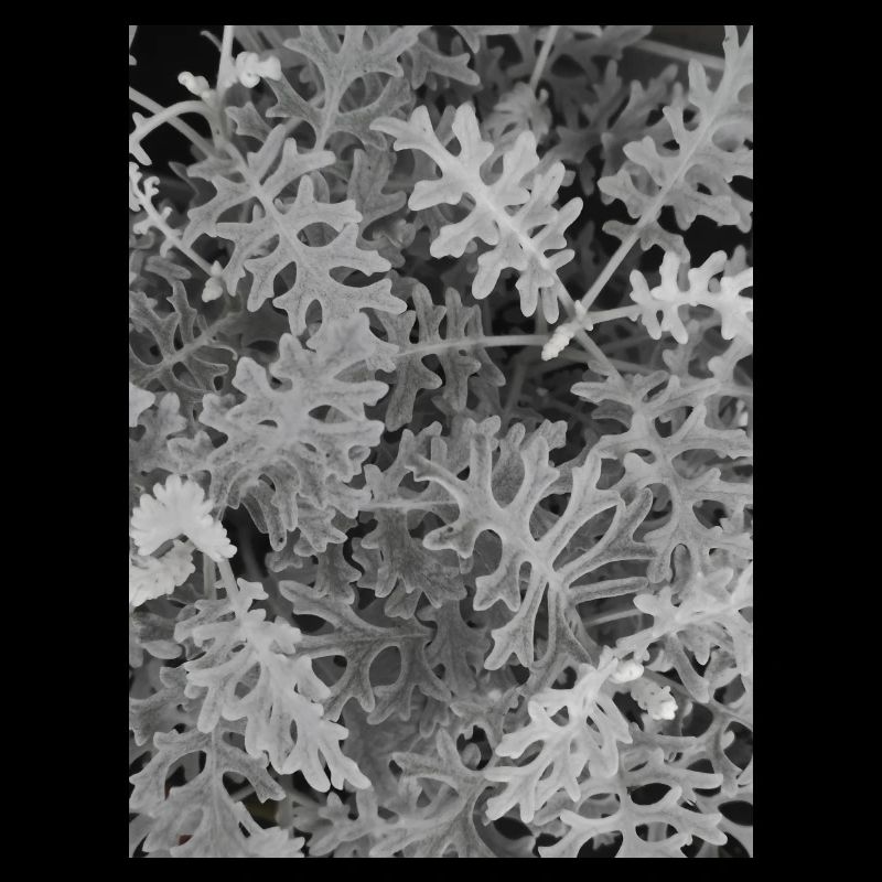 Maritime Cinerary Silver — Black and White