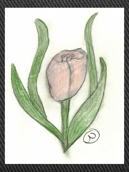 Tulpe