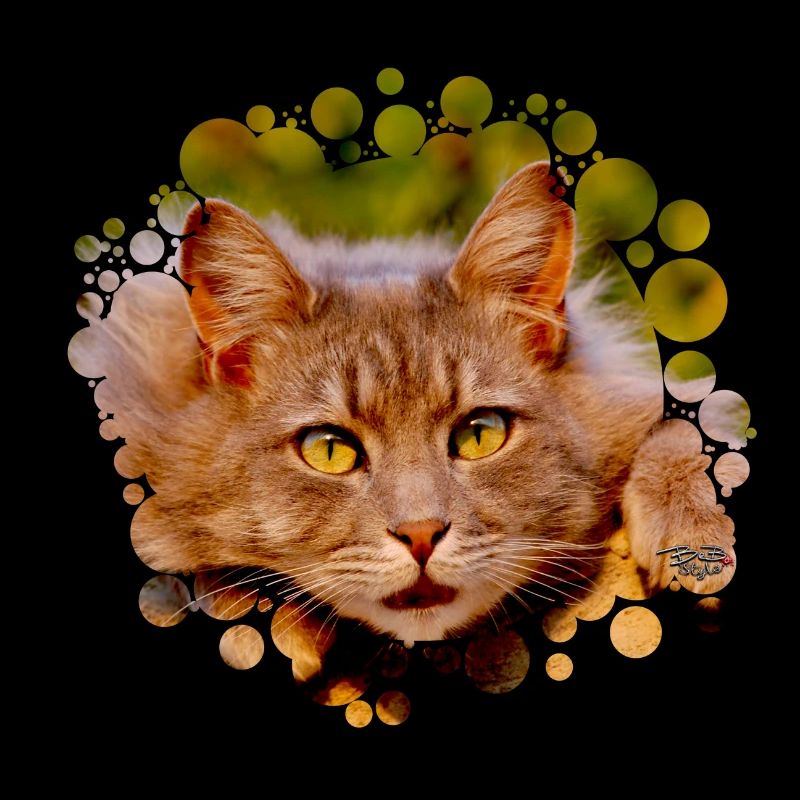 Katzenkinder