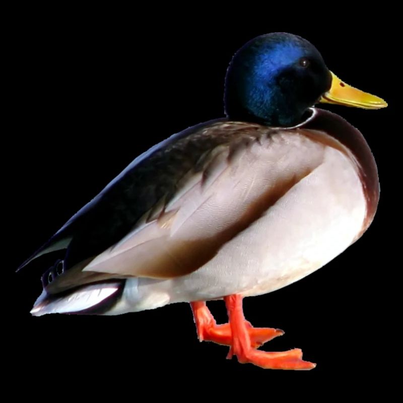 Wildente
