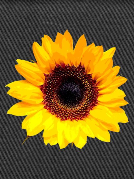 Sonnenblume / Sun Flower