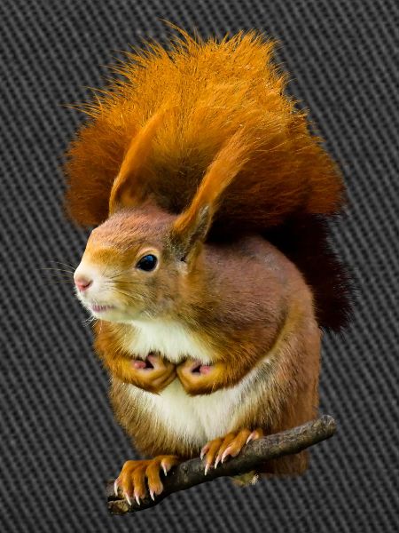 squirrel