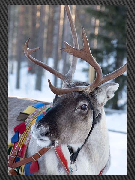 Reindeer