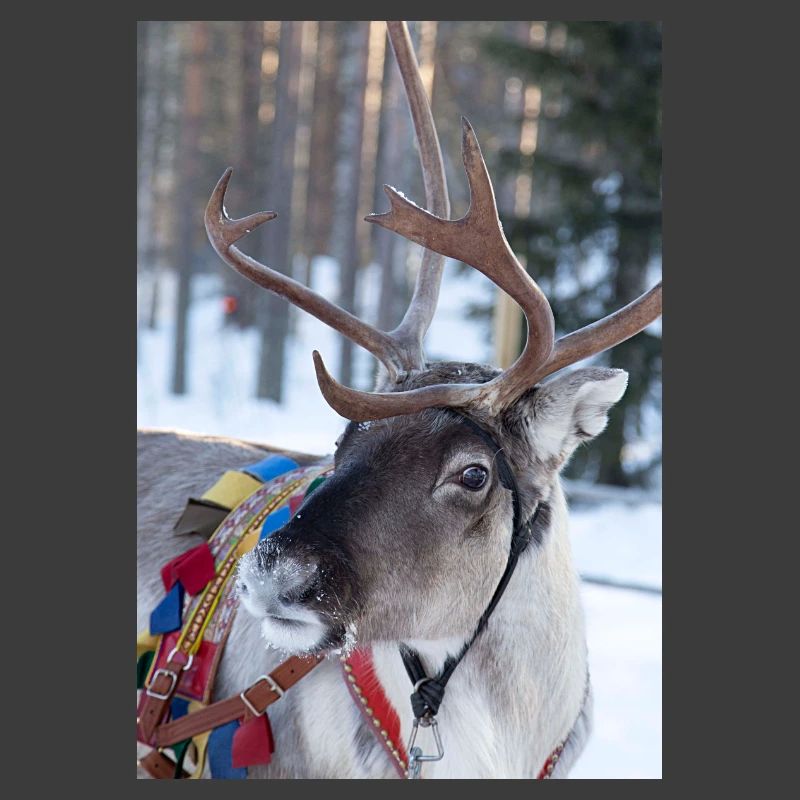 Reindeer