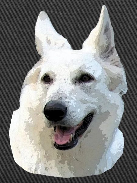 White Shepherd
