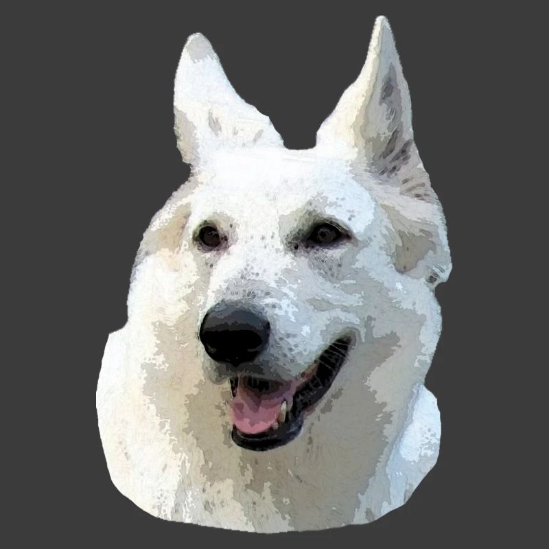 Weißer Schäferhund