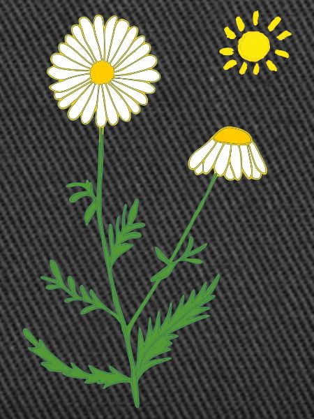 Chamomile with sun