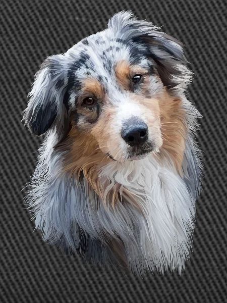 Australian Shepherd