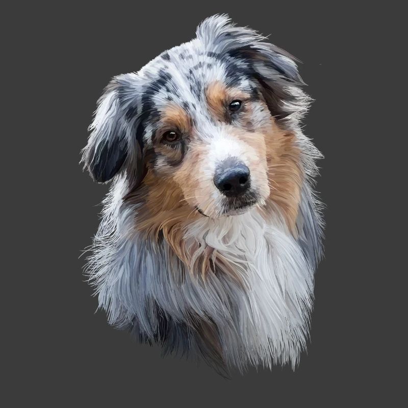 Australian Shepherd