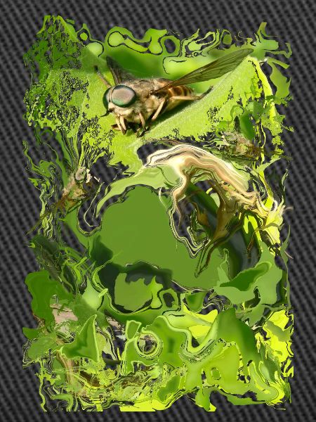 Insecte