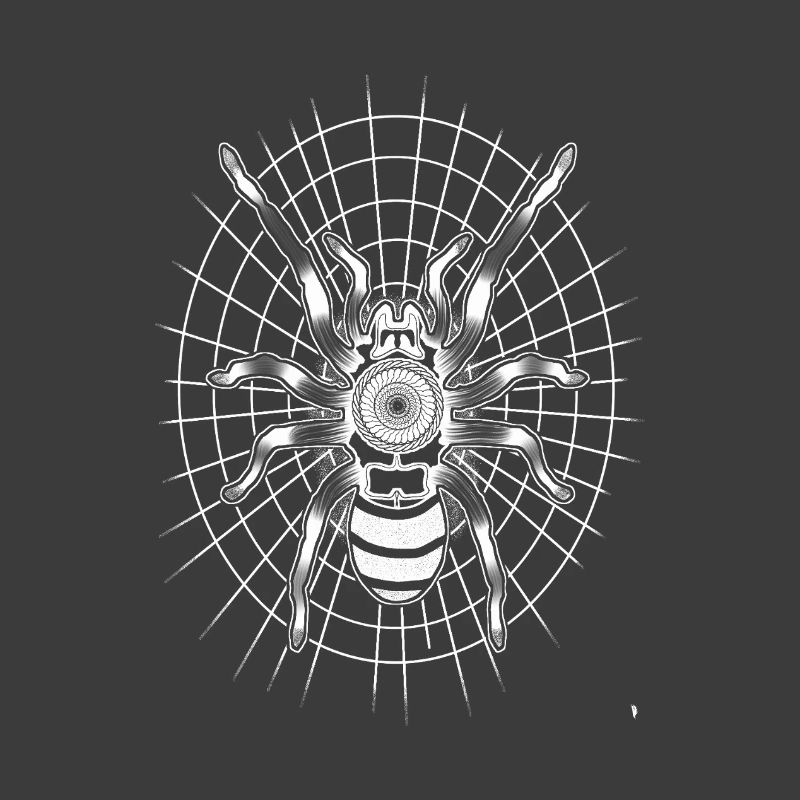 Spider on a round spider web