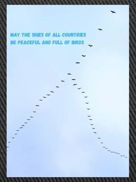 Birds in the sky
