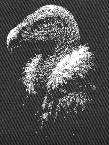 Aasgeier